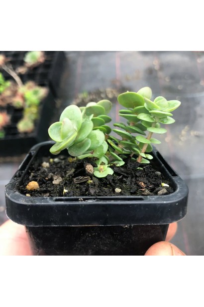 Седум гібридний Лайм Зінгер саджанець Р9 